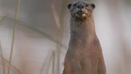 Saukkojen jäljillä
