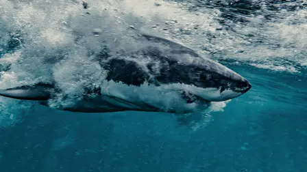 Shark Rampage 1916