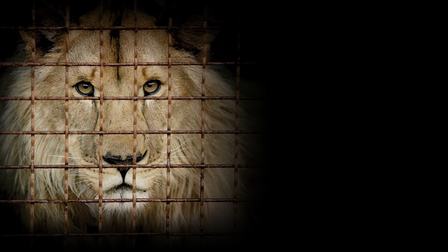 Checkpoint Zoo