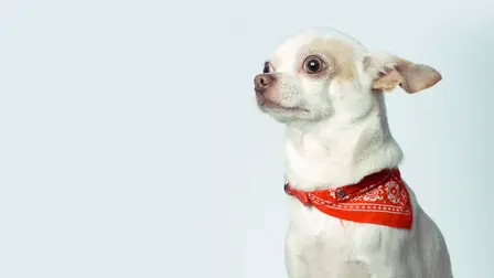 Rescue Dog to Super Dog