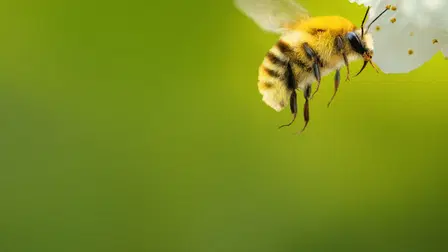 Secrets of the Bees