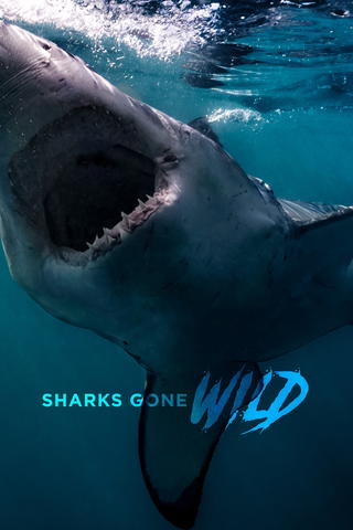 Sharks Gone Wild