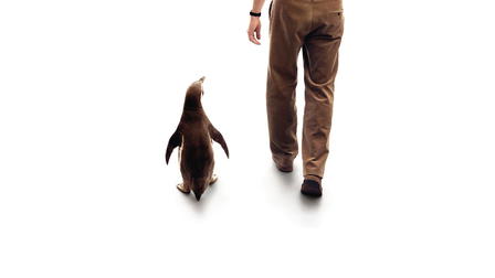 Lo que aprendí de mi pingüino