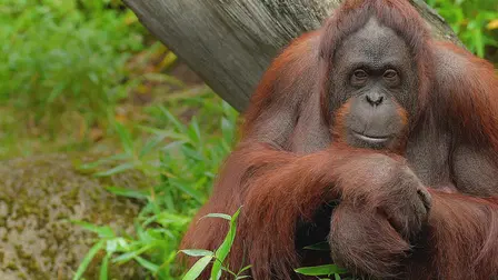 Animals, They're Just Like Us!