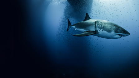 Megalodon: The New Evidence