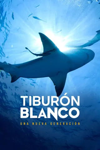 Crías de tiburón blanco