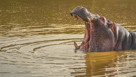 World's Most Iconic Animals 
