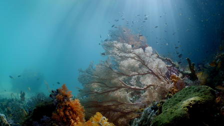 The Magic Circle of the Reef