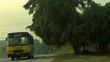 A Tree in Tanjung Malim