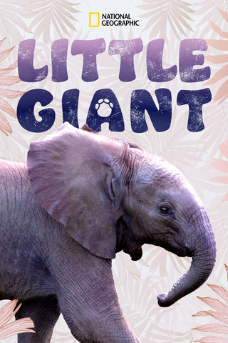 Little Giant