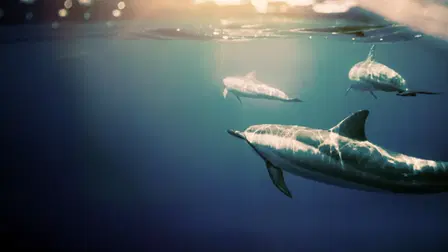 Sharks vs. Dolphins: Bahamas Battleground