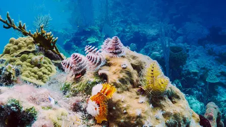 Ocean Parks