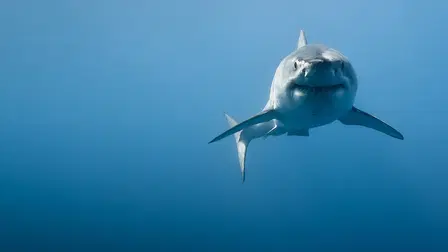 Tiburones maléficos