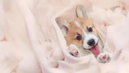Too Cute!