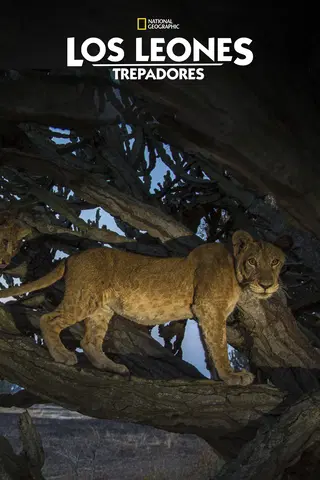 Los leones trepadores