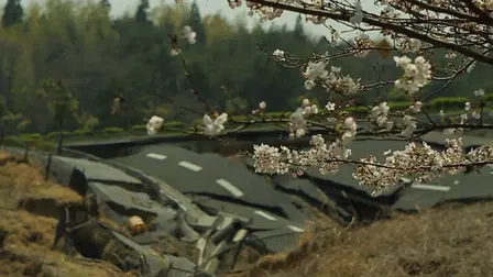 The Tsunami and the Cherry Blossom