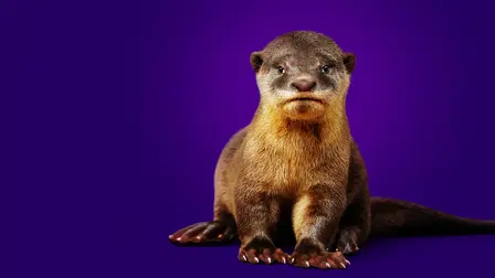 Otter Dynasty