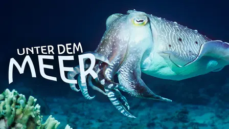 Unter dem Meer