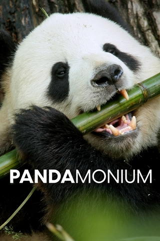 Pandamonium