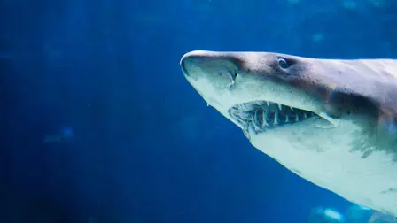 Jaws Awakens