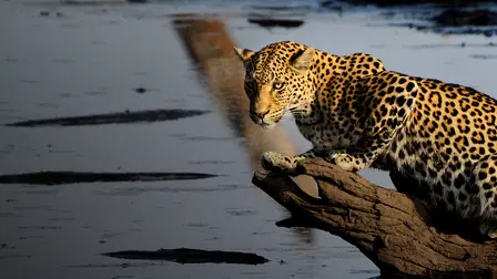 Mundo Natural: Leopardos pescadores