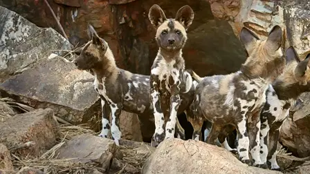 Avara luonto: Savannin roistot