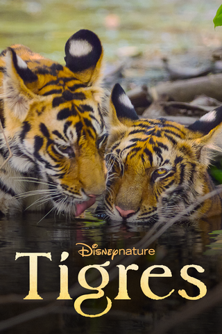 Tigres