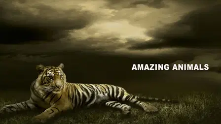 Amazing Animals