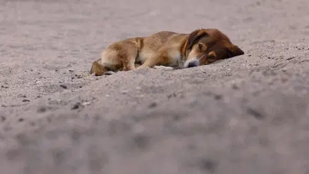 Stray