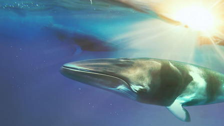 Defend, Conserve, Protect