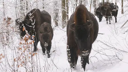 Avara luonto: Karpaattien villielämä