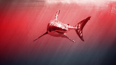 Tiburones: aguas peligrosas