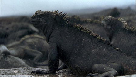 Galápagos