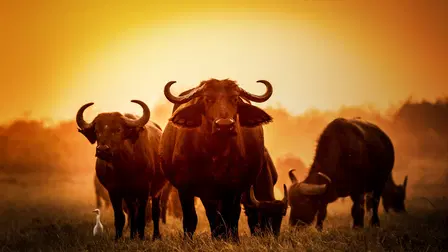 Vores foranderlige natur