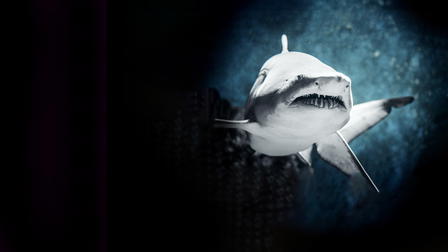 Tubarão Zumbi: O Fenômeno