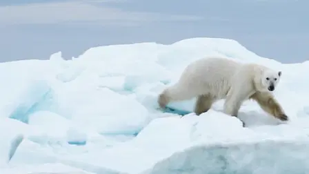 Auf dünnem Eis - Expedition in die russische Arktis