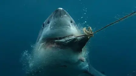 Boss Shark: Il capo degli squali