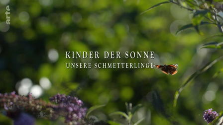 Kinder der Sonne - Unsere Schmetterlinge