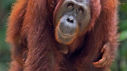 Meet the Orangutans