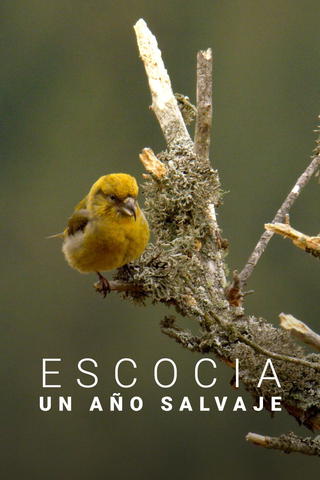 Scotland: A Year In The Wild