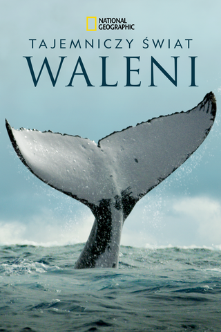 Tajemniczy świat waleni