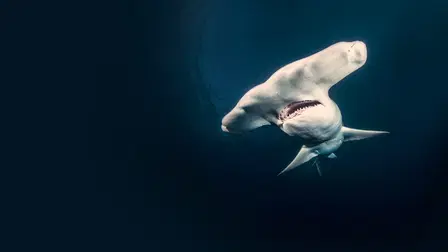 Monster Hammerhead