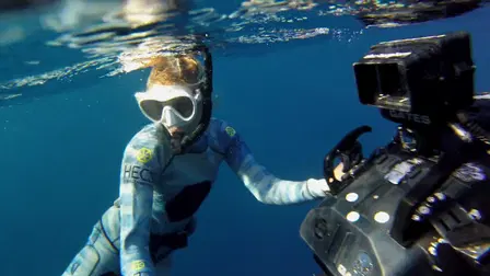 The Secret Lives of Sharks