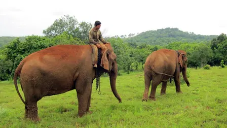 Last of the Elephant Men