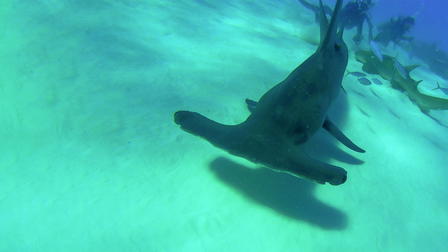 Hunting the Hammerhead