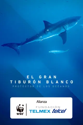 El Gran Tiburón Blanco