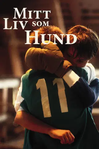 Mit liv som hund