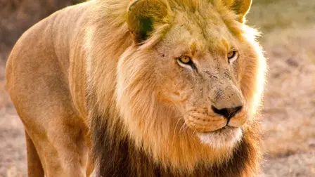 Man V. Lion