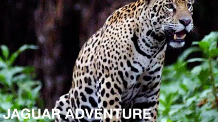 Jaguar Adventure With Nigel Marven