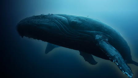 Whale Wisdom